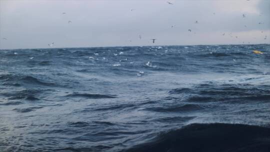 翻滚的海面海浪海鸥海水鱼潮
