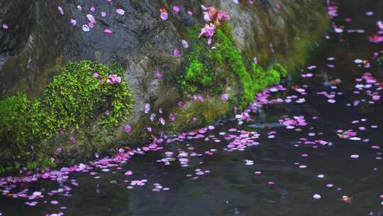 雨天凋零的梅花花瓣