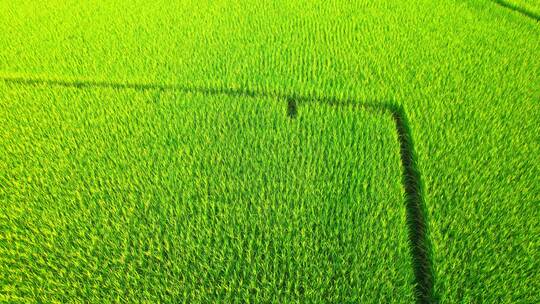农村地区的绿色稻田