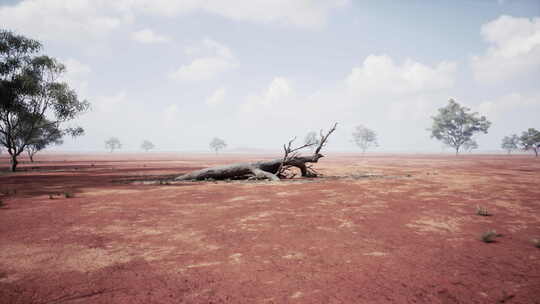 一棵孤独的枯树站在高处的贫瘠沙漠景观