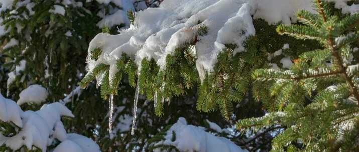 初冬大雪树木杉树枝头冰雪融化