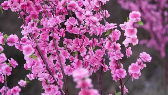 沕沕水生态风景区 梅花 粉色 植物 景色