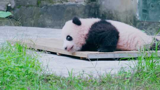 大熊猫幼崽晒太阳视频素材模板下载