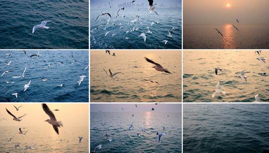 【合集】大海海面上飞翔的海鸥高清在线视频素材下载