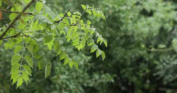 雨天下雨雨滴滴落在植物上的慢动作空镜