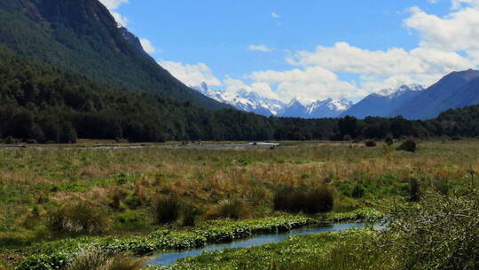 新西兰的沼泽景观视频素材模板下载