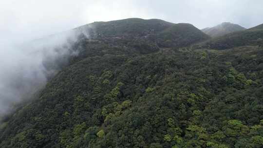 信宜八排顶高山杜鹃花航拍