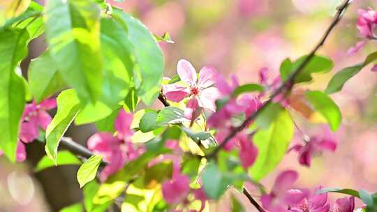 北京春天的海棠花开海棠花溪