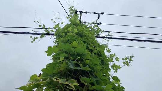 电线杆上爬满繁茂的绿色藤蔓植物