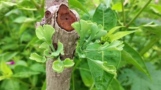 银杏植物叶子