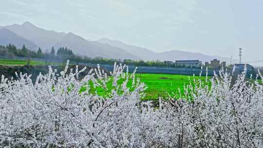 春天山间桃花视频素材模板下载