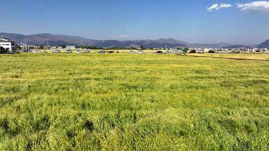 风吹麦浪 和美乡村农业景观唯美麦田 田园