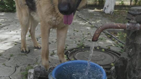 德国牧羊犬从自来水龙头喝水