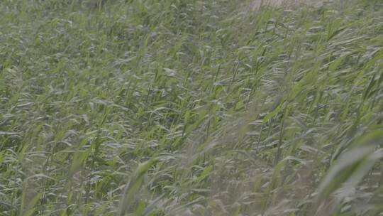 河边狂风日落芦苇荡LOG视频素材