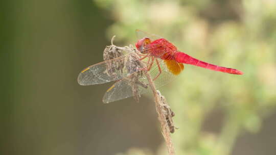 枯树枝上的红蜻蜓豆娘昆虫视频素材模板下载