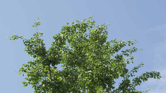 银杏叶夏日阳光蓝天树叶随风摆动视频素材模板下载