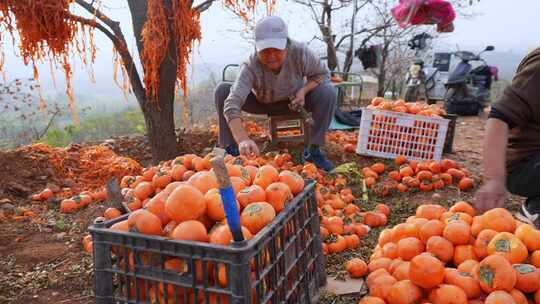 农村农民柿子柿饼制作加工晾晒