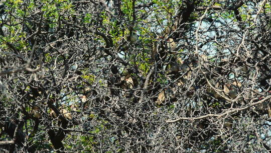 一群红嘴奎利亚，栖息在多刺的树上，有一些