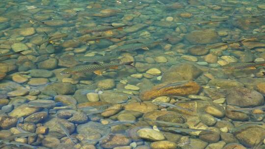 武夷山九曲溪鱼在水中游视频素材模板下载