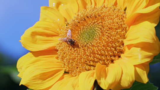 向日葵蜜蜂采蜜特写镜头视频素材模板下载