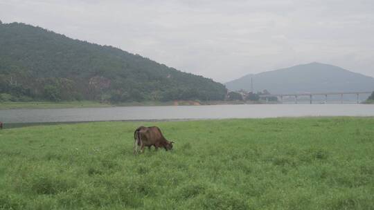 乡村小溪溪流河流牛吃草自然生态环境溪边视频素材模板下载
