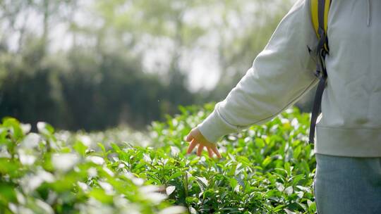 春天年轻女孩郊游茶园背包走路穿过清新茶树