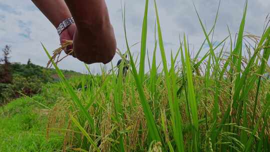 乡村振兴水稻种植水稻颗粒数数粮食安全