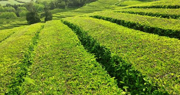 种植园，梯田，茶，绿色