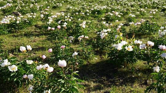 芍药花 赤芍