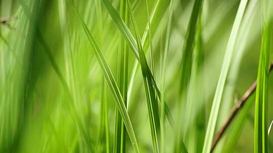 草 草地 绿色 花草 植物 实拍视频