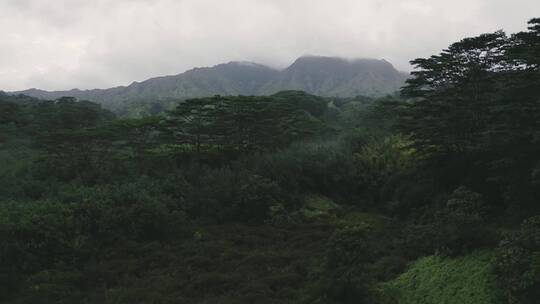 深山老林原始雨林植被云雾航拍