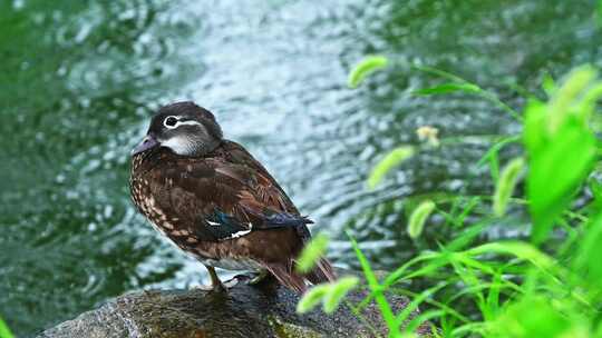 夏天雨水下雨池塘野鸭鸭子水面水花