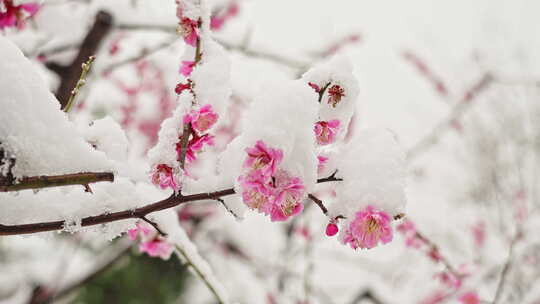 雪落桃花