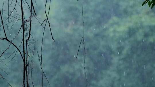 春天雨季雨滴树林树叶空镜