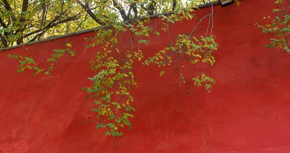 北京戒台寺寺庙建筑红墙绿黄色树叶