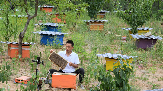 蜂农蜜蜂蜂蜜 合集