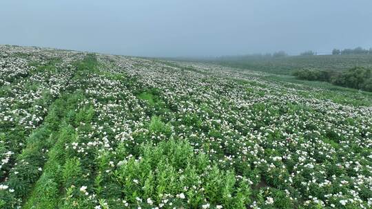 垦区田野蓝天白云绿植白花