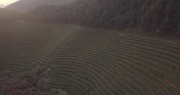 茶山 茶园 采茶