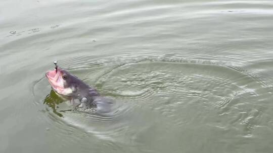 【镜头合集】湖水钓鱼路亚抛竿野营