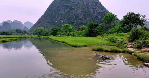 广西桂林田心村状元桥水牛在河里洗澡