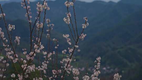 春季阳光下的樱花