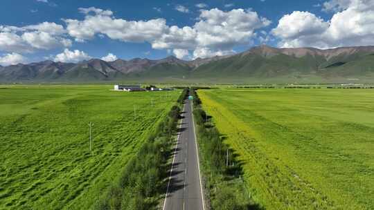 航拍门源油菜花海