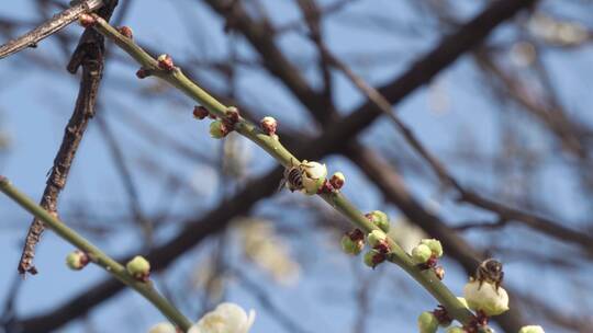 春天阳光下盛开的白色梅花和蜜蜂