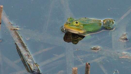 一只绿色的青蛙安静地坐在池塘的水中