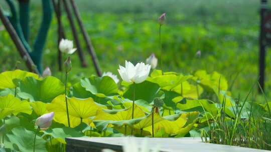 武汉武昌区沙湖公园荷花