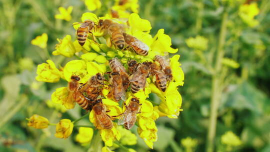 春天的油菜花上密密麻麻的蜜蜂采蜜慢镜头