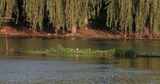 湖边柳树水鸟觅食高清在线视频素材下载