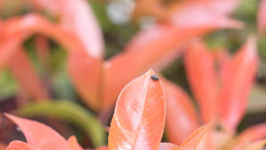 树木 树枝 大树 昆虫 自然