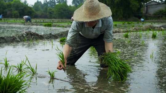 插秧种水稻人工种植水稻插秧工人