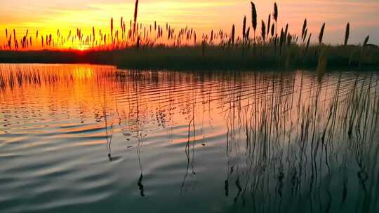 湖畔夕阳下的植物特写